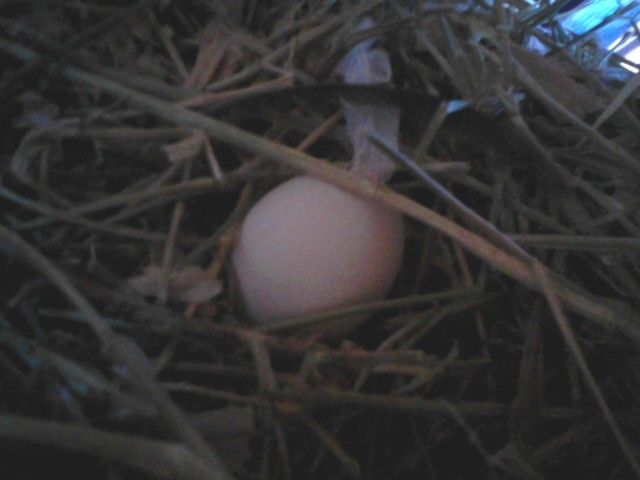 59404_first_real_egg091510.jpeg