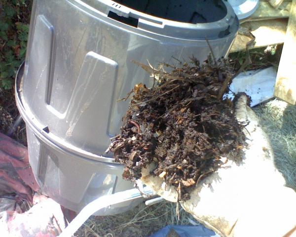 59404_lookit_the_worms_in_the_compost.jpeg
