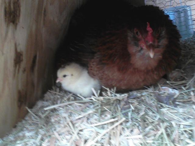 59404_olga_with_chick01.jpeg