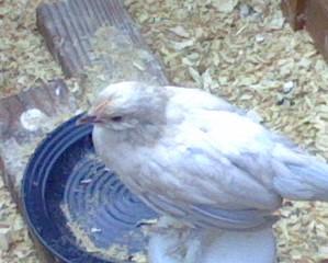 59404_portia01.jpeg