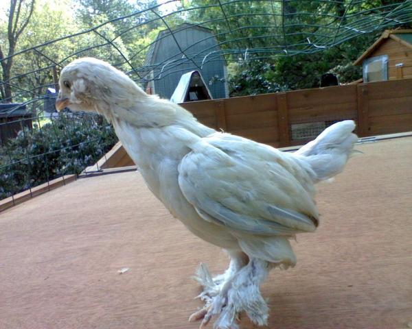 59404_portia02.jpeg