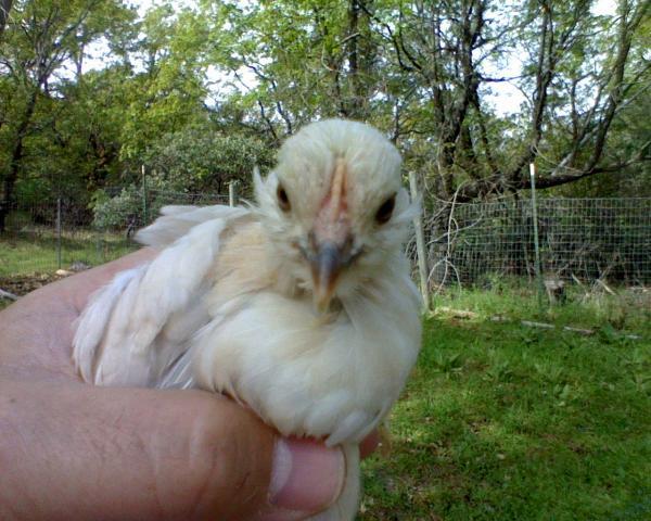 59404_portia04.jpeg