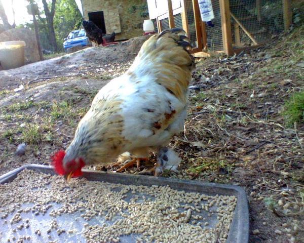 59404_roy_the_rooster.jpeg