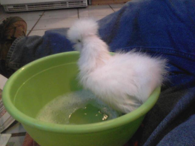 59404_sascha_gets_a_bath.jpeg