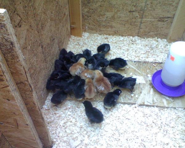 59404_wfbs_in_brooder.jpeg