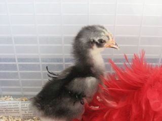 59408_img_2989.jpeg