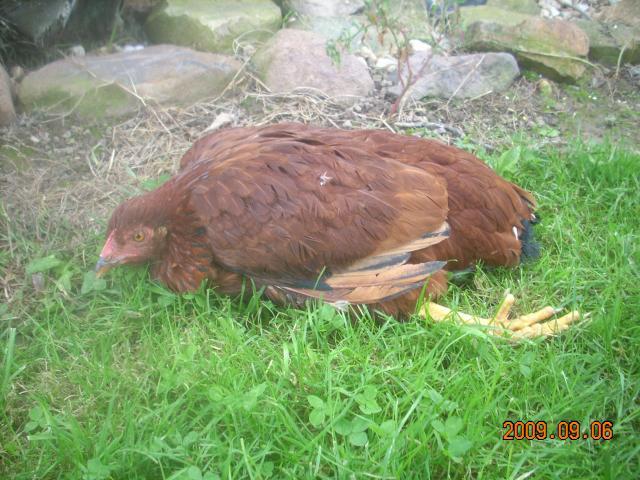 5945_dscn0007.jpg