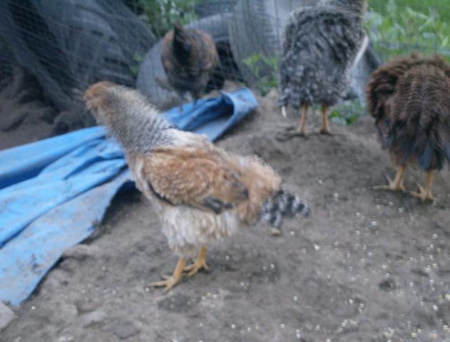 59492_057.jpg