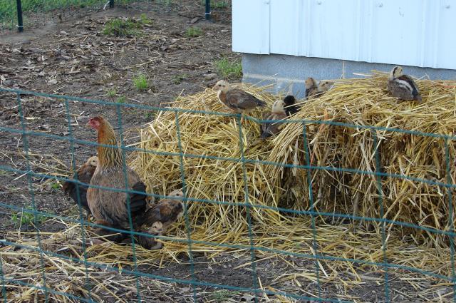 59510_chickens_in_the_straw.jpg