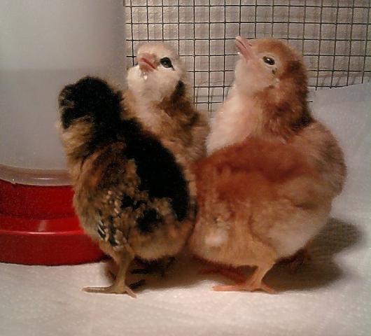 59517_chickens.jpg