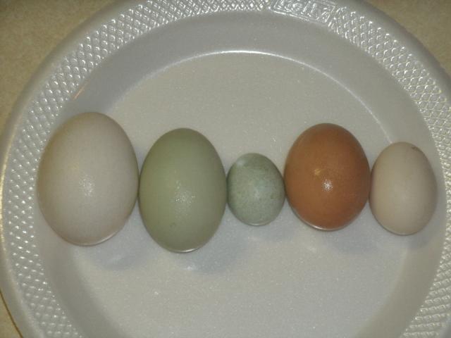 59572_ir_duck_egg.jpg