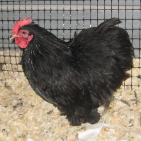 59584_black_roo_2.jpg