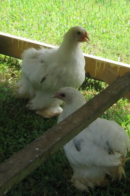 59584_cochins.jpg