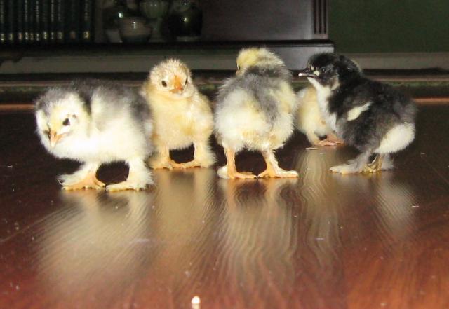 59584_new_chicks_again.jpg