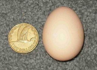 5958_banteggsml.jpg
