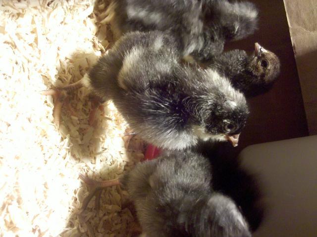 59601_2010-07-12_103601.jpg