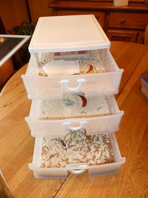 59623_mealworm_3_drawer_1.jpg