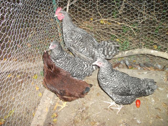 59661_misc_pix_170.jpg