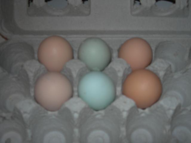 59662_eggs_2_4.jpg