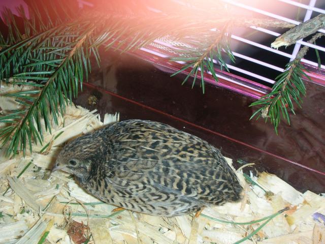 59664_button-quail_030.jpg