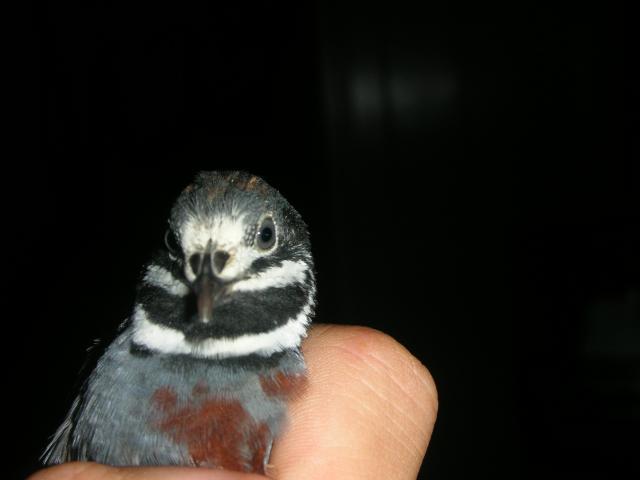 59664_button-quail_032.jpg