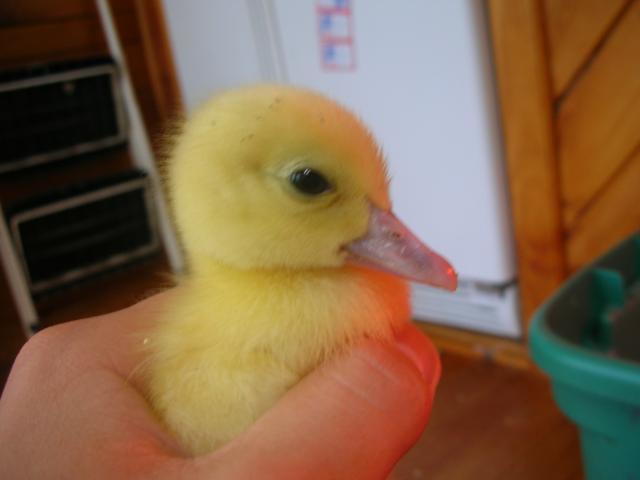 59664_duck_010.jpg