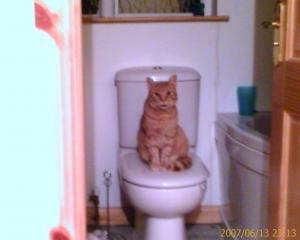 59801_cat_on_toilet.jpg