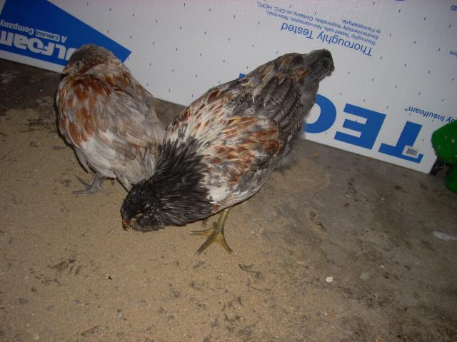 59806_scratchy_and_clucky_009.jpg