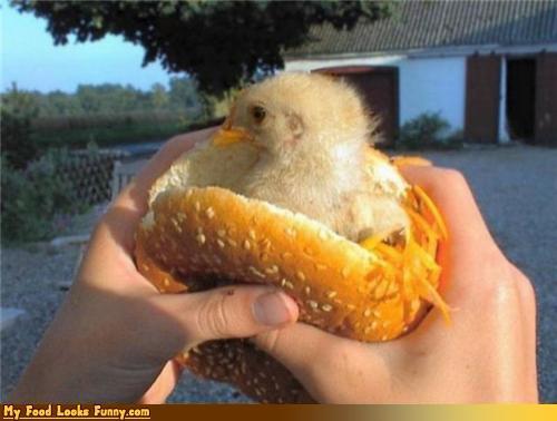 59857_chicky.jpg