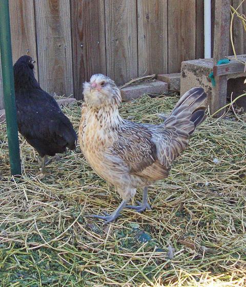 59881_robin_in_the_yard.jpg