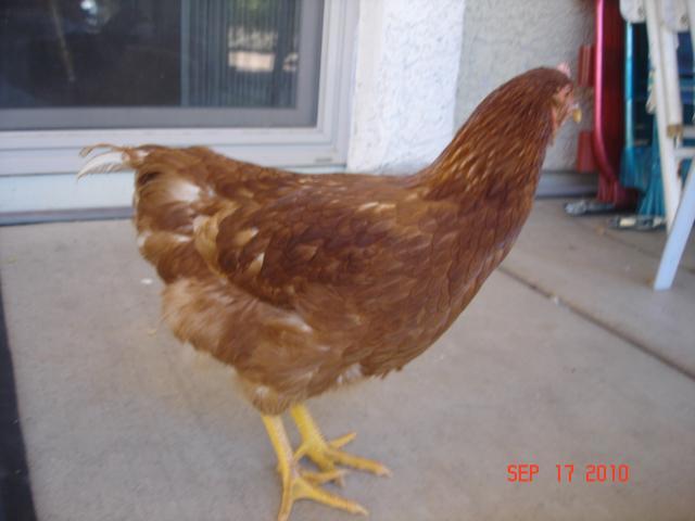 59884_hfgh.jpg