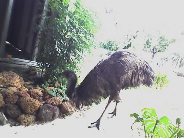 59914_eric_the_emu.jpg