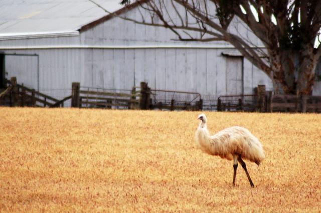 59914_white_emu_by_adamswife.jpg