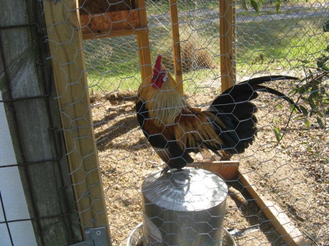 59916_daddy_rooster.jpg