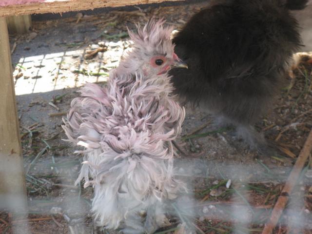 59916_rooster_or_not.jpg