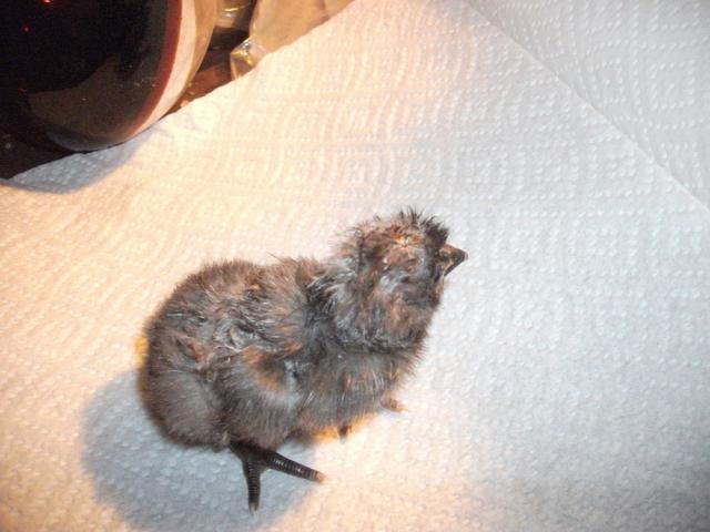 deformations in chickens associated with use of cyclamates deformations in chickens associated with use of cyclamates