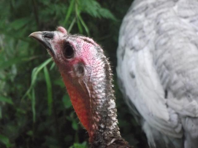 59947_brown_turkey_002.jpg