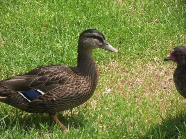 59947_ducks_002.jpg