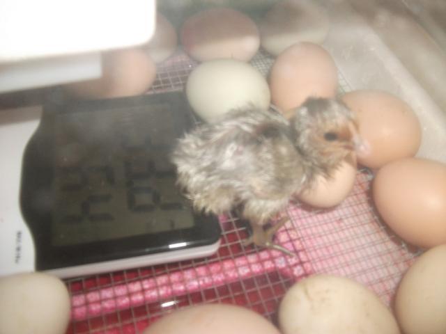 59947_first_chick_004.jpg