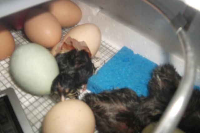59947_hatch_04-20-2011_008.jpg