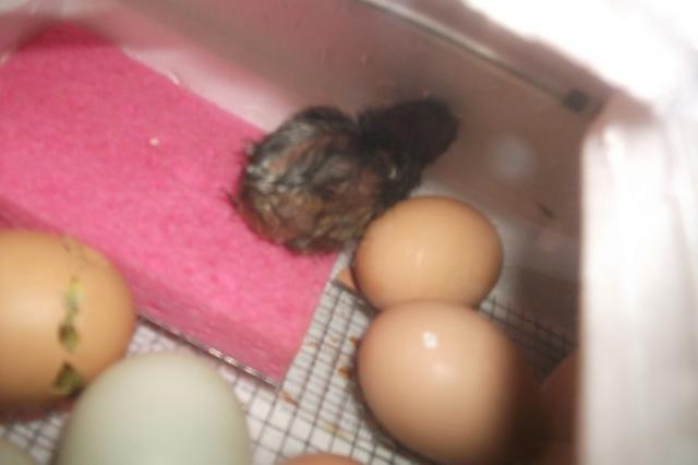 59947_hatch_04-20-2011_009.jpg
