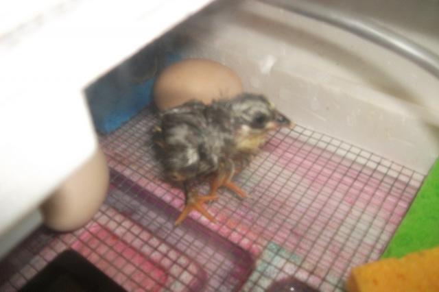 59947_hatch_04-20-2011_011.jpg