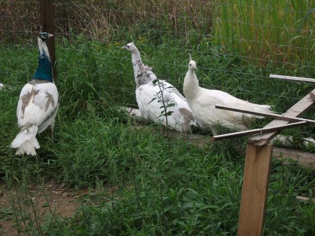 59947_peahens_new_white_and_silver_pied_027.jpg