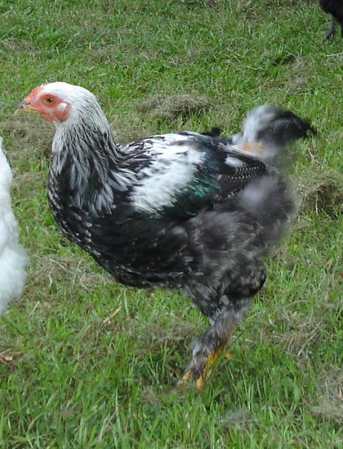 59956_xchickens12.jpg
