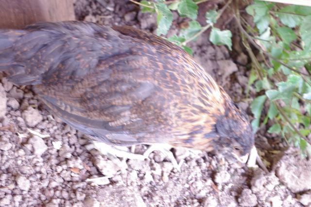 59979_imgp1892.jpg