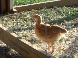 60013_dscf4505.jpg