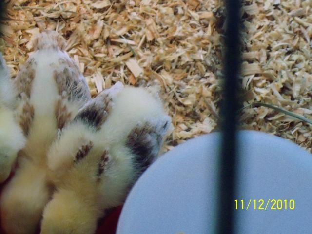 60048_100_0801.jpg