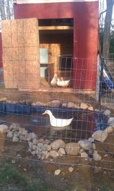 60063_duck1.jpg