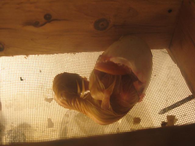 60063_img_0698.jpg
