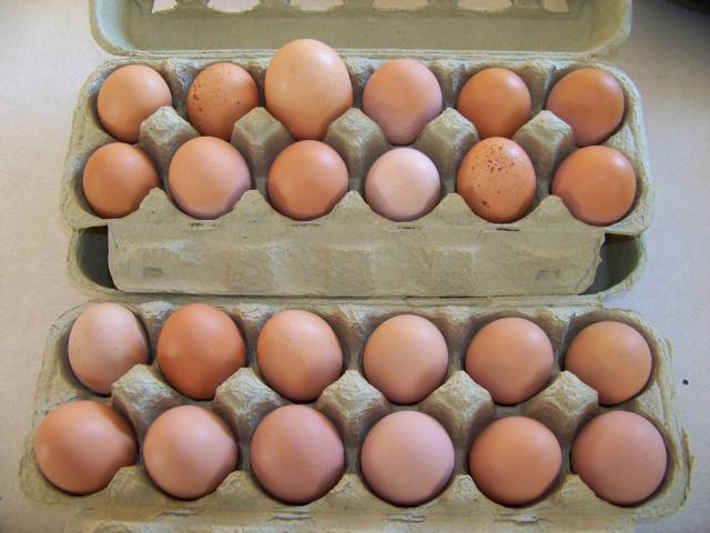 60076_eggs_from_my_girls_10-05-10.jpg